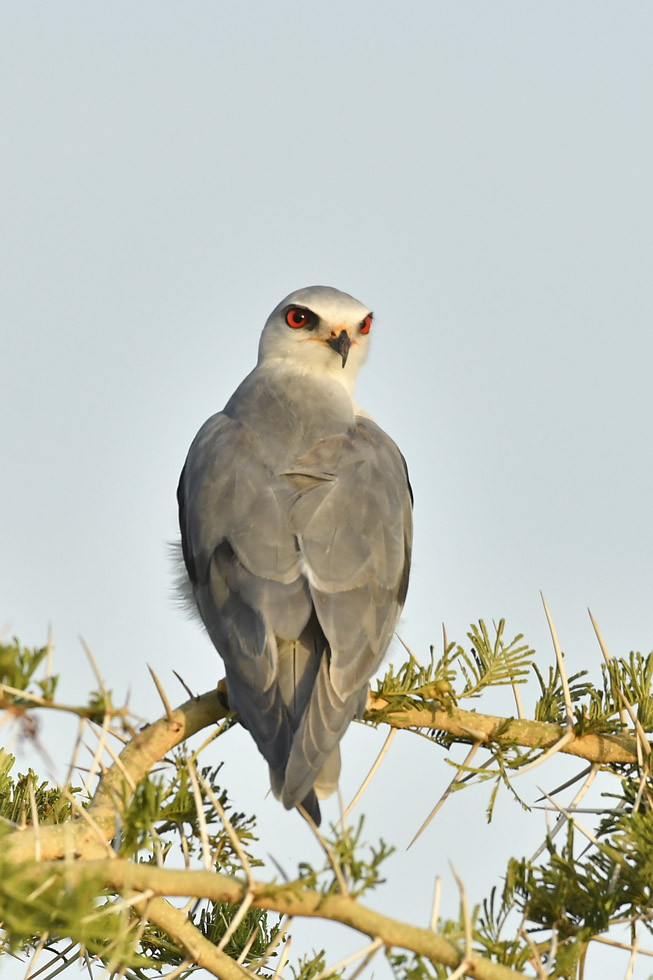 Birding safari Uganda - Nature and wildlife tours