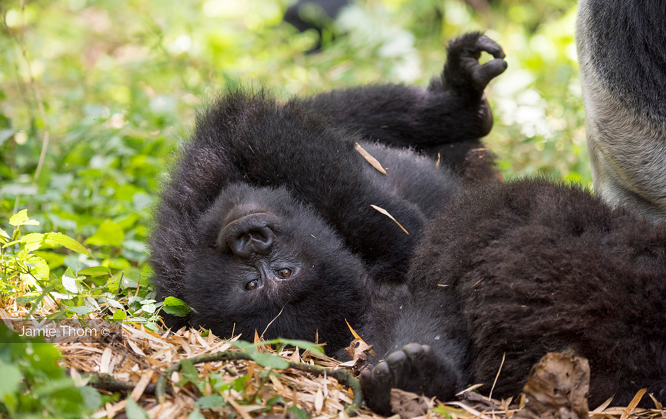 Gorilla trekking Uganda in Bwindi Impenetrable National Park