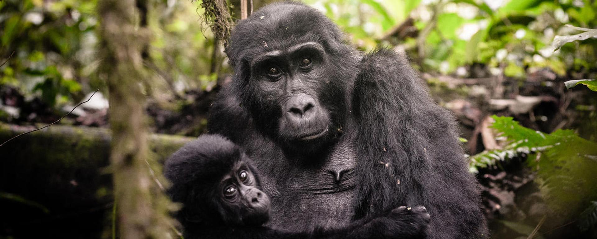 Uganda safaris - Gorilla trekking Uganda and wildlife tours in the Pearl of Africa