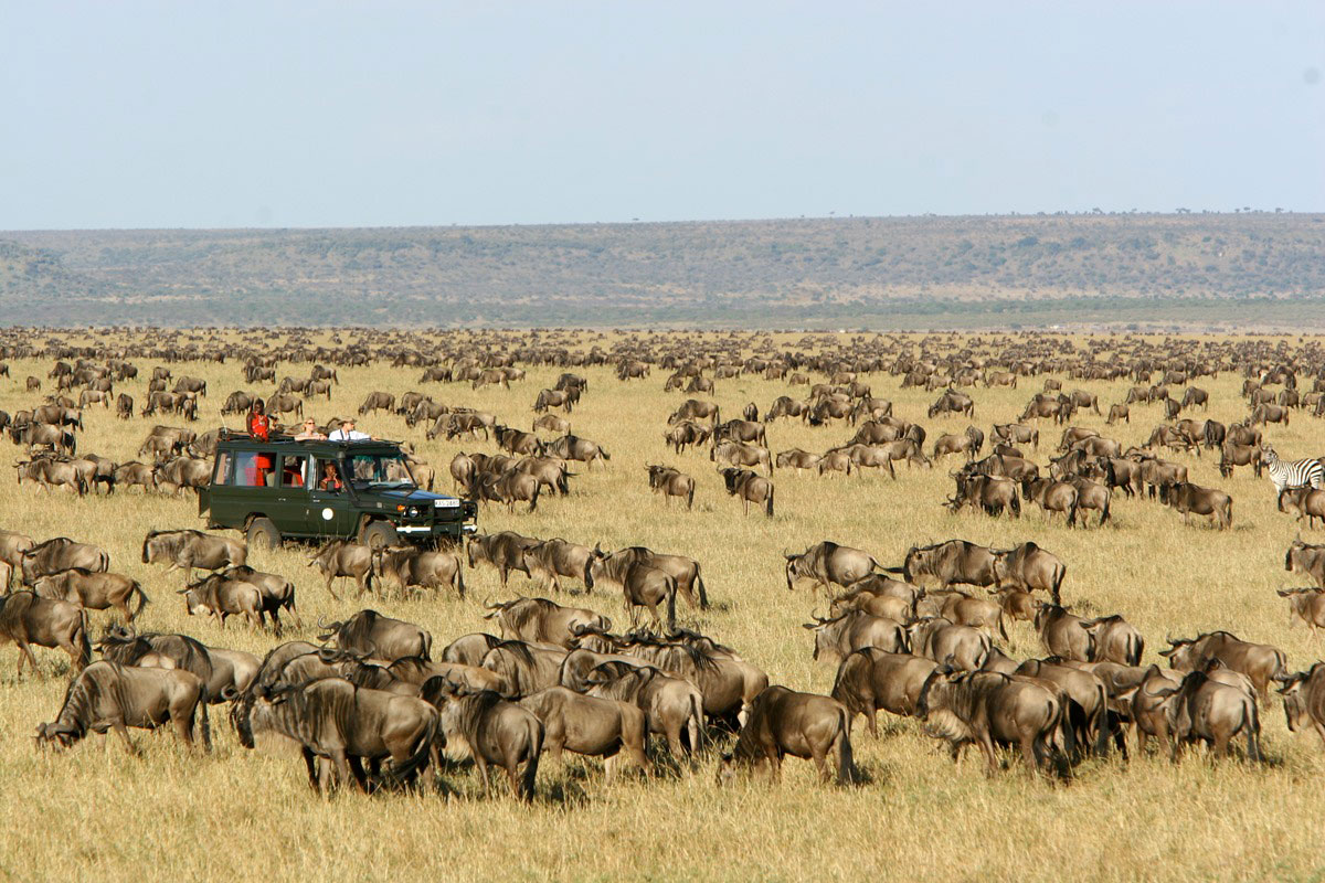 Wildlife safari in Masai Mara Kenya - The Big Five safari