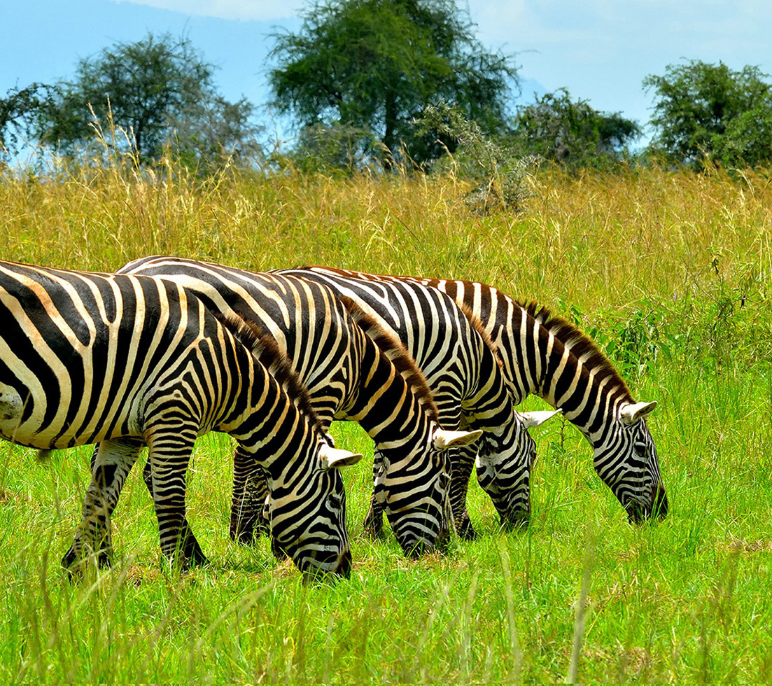 Kidepo Valley National Park tours - Remote Uganda wildlife tours