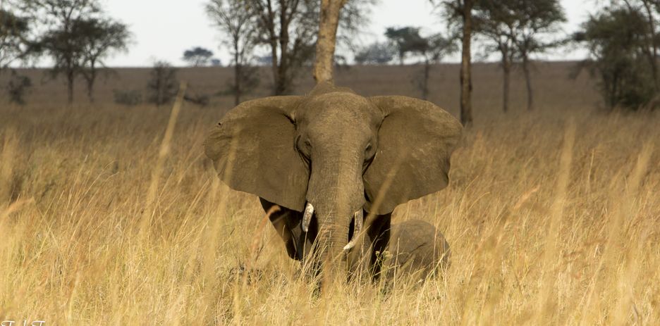 Family safaris Uganda - Elephant wildlife tours in Uganda