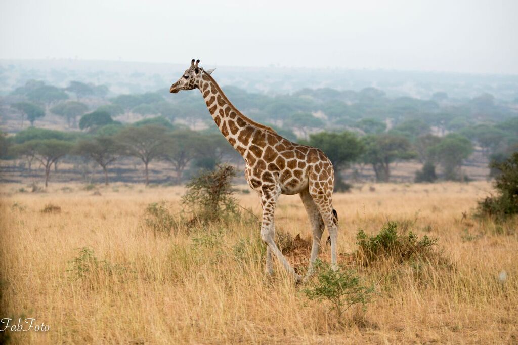 Game drives Uganda - Giraffe wildlife sightings in national parks